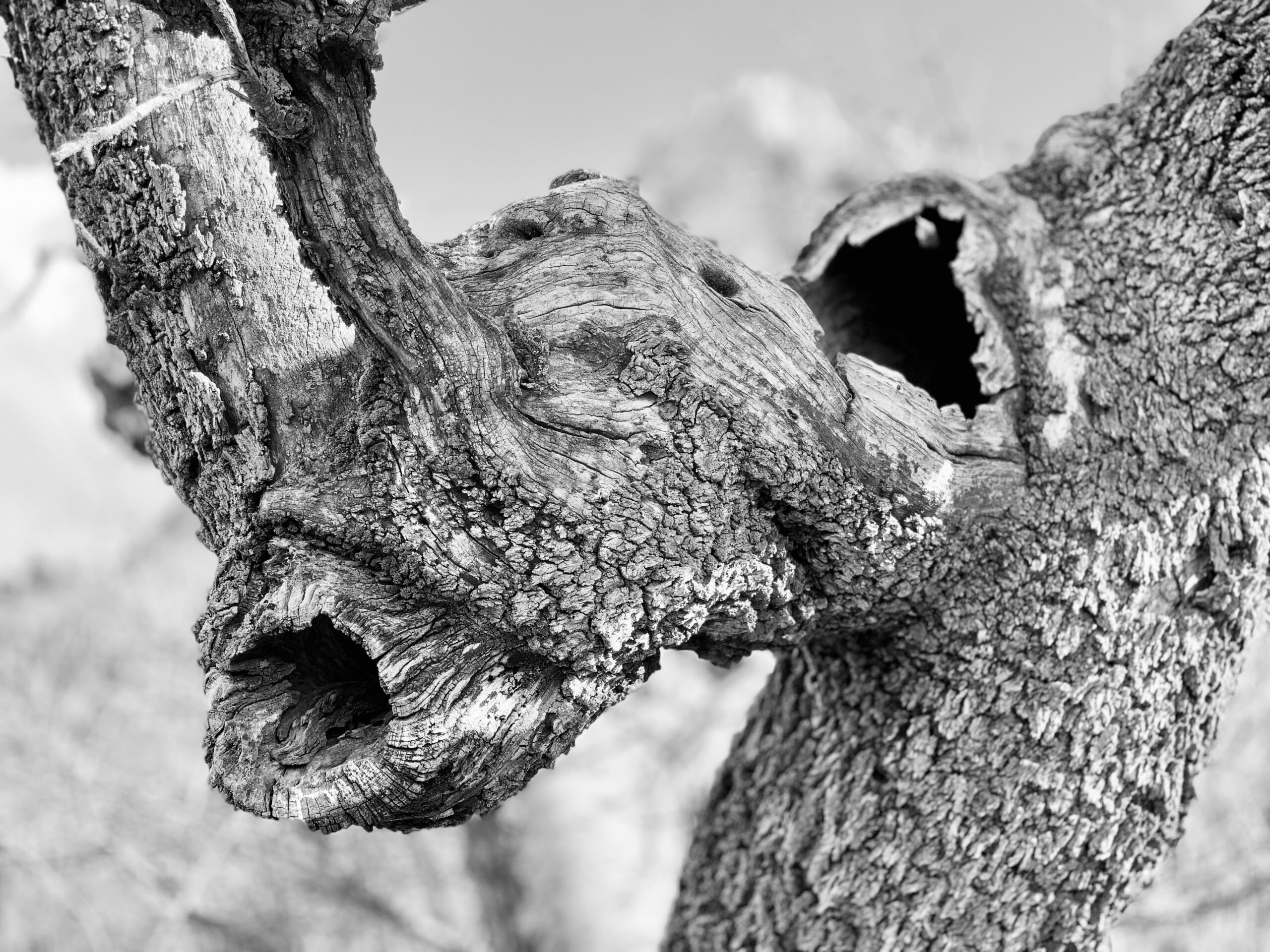Detalj av et gammelt tre, fotografert i svart-hvitt